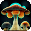 NFT